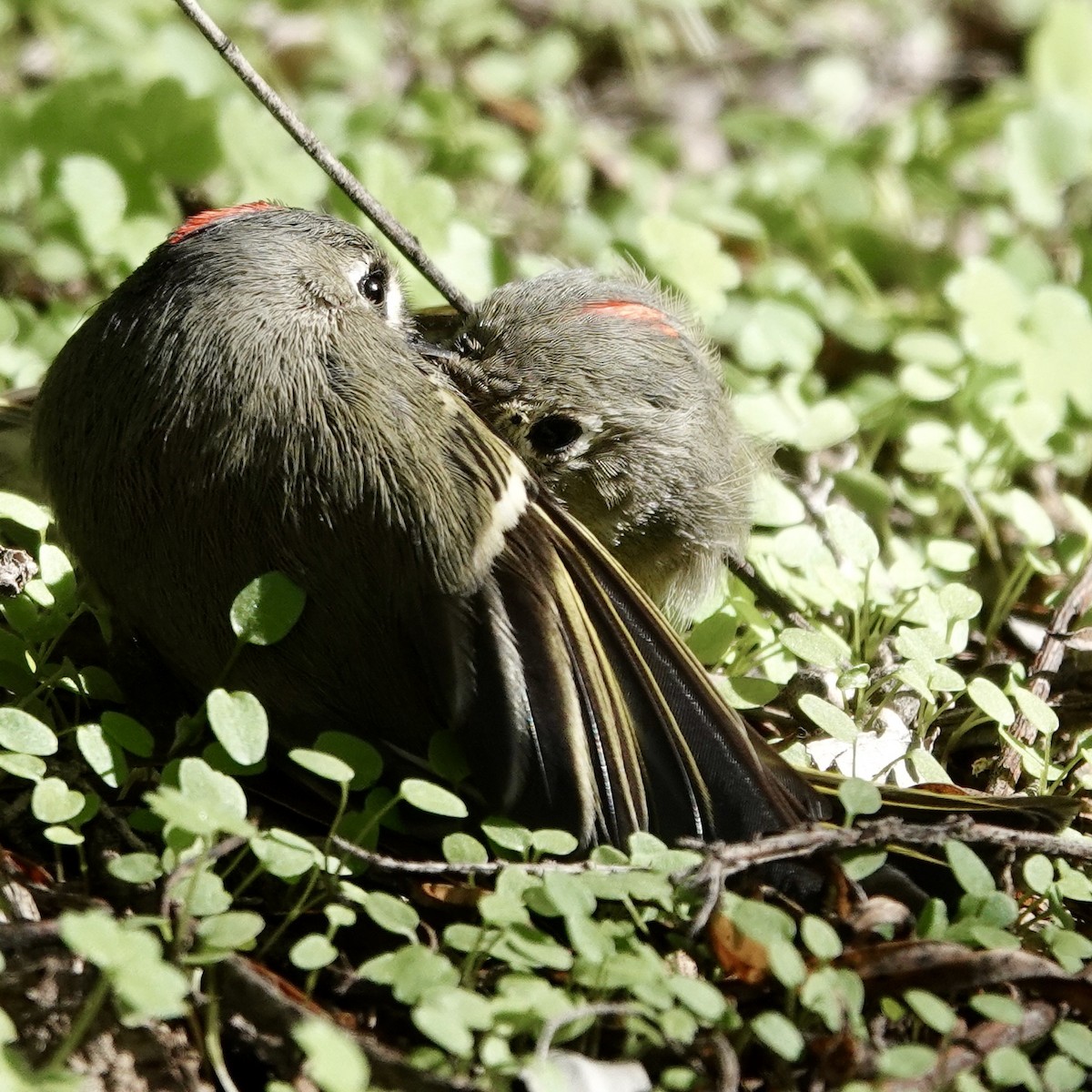 králíček americký - ML646511061