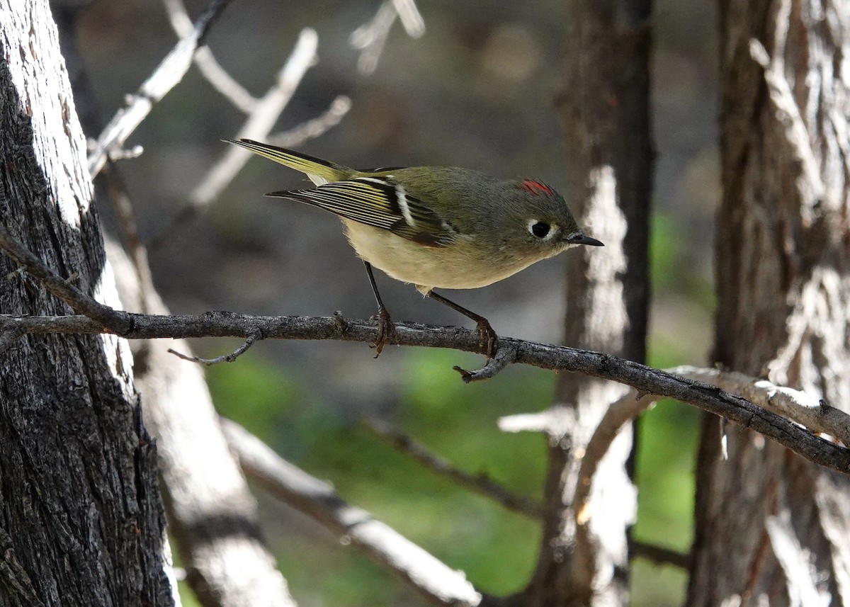 králíček americký - ML646511062