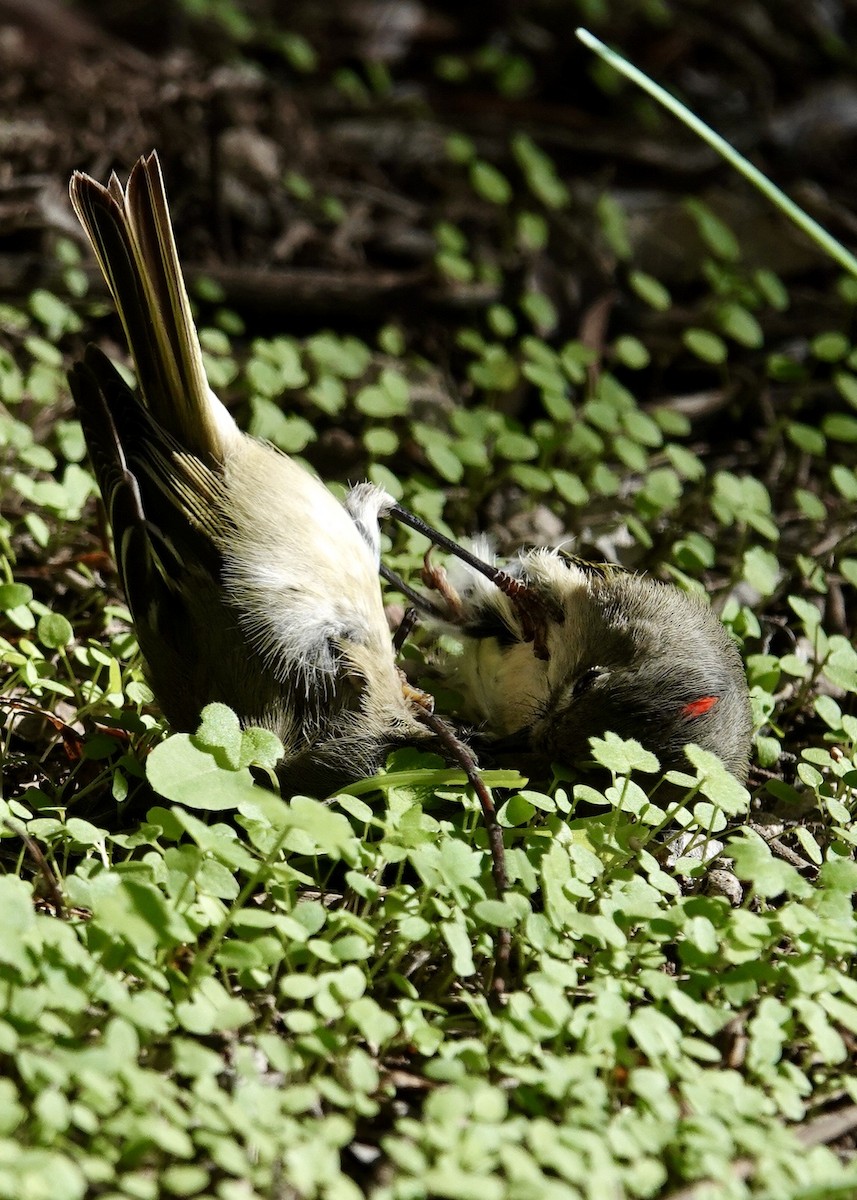 králíček americký - ML646511063