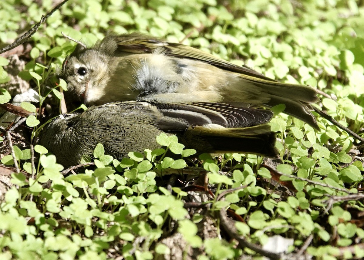 králíček americký - ML646511064