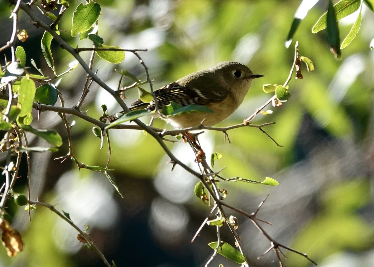 králíček americký - ML646511065