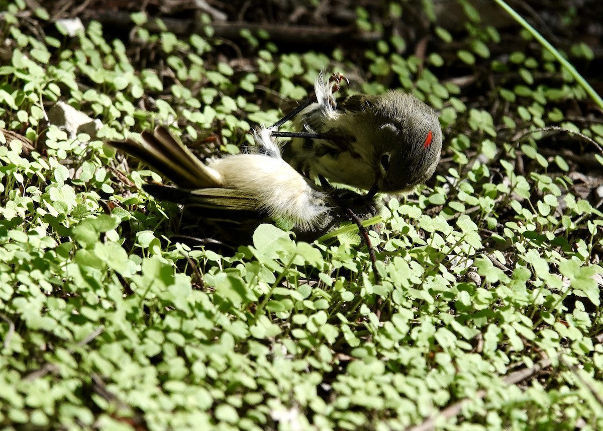 králíček americký - ML646511066