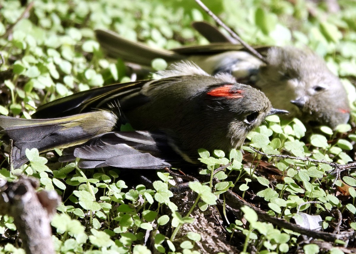 králíček americký - ML646511067