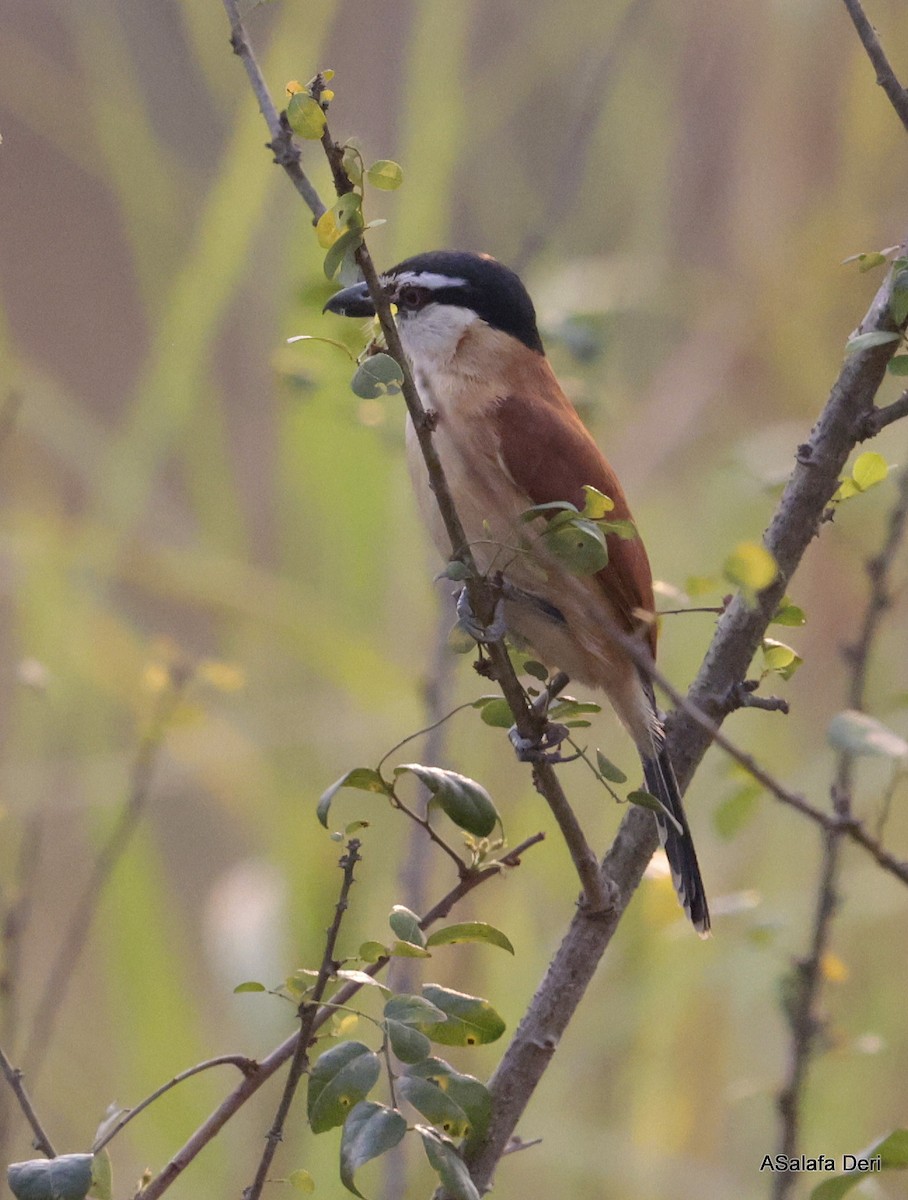 Sumpftschagra (anchietae/reichenowi) - ML646511078