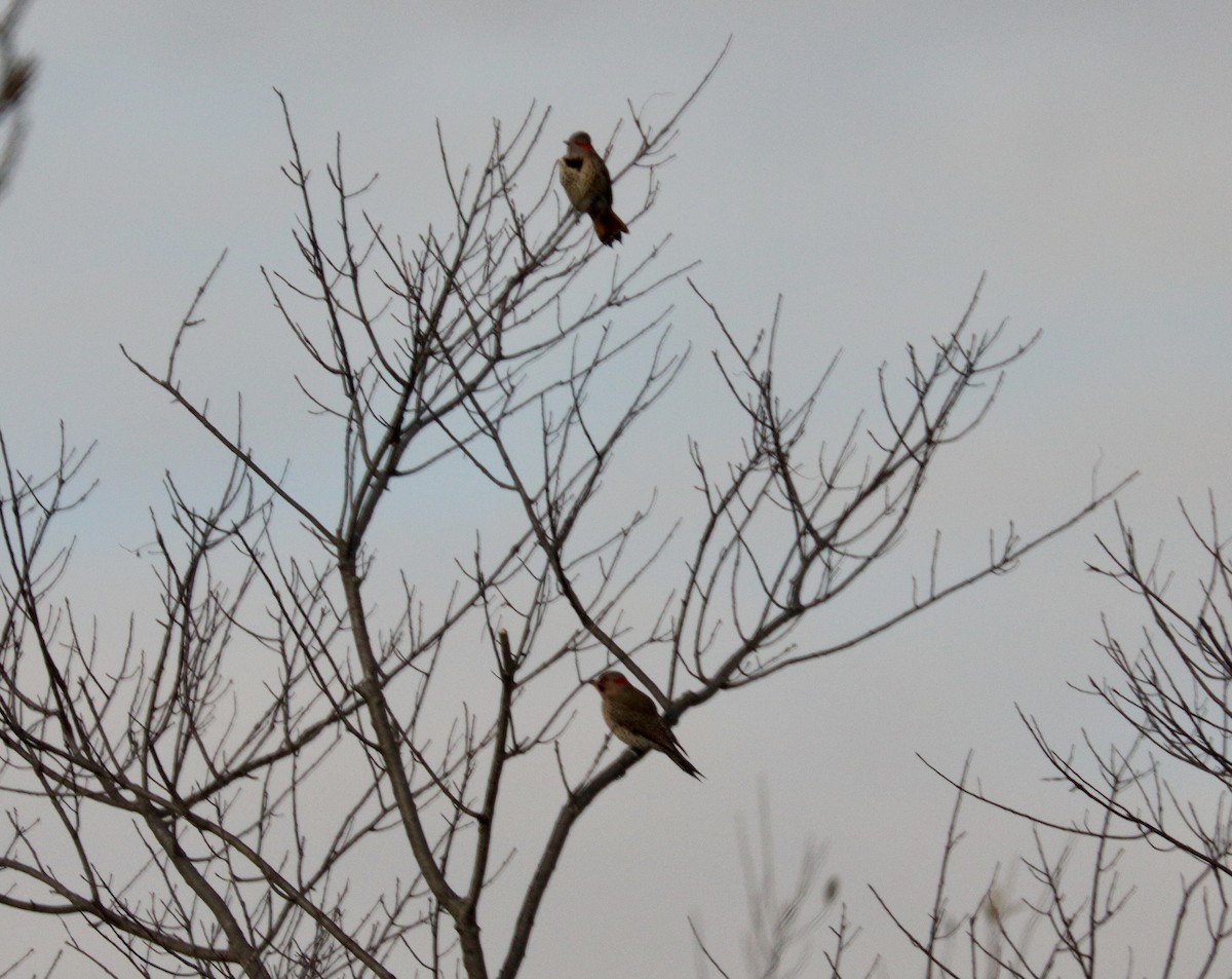 Northern Flicker - ML646511082