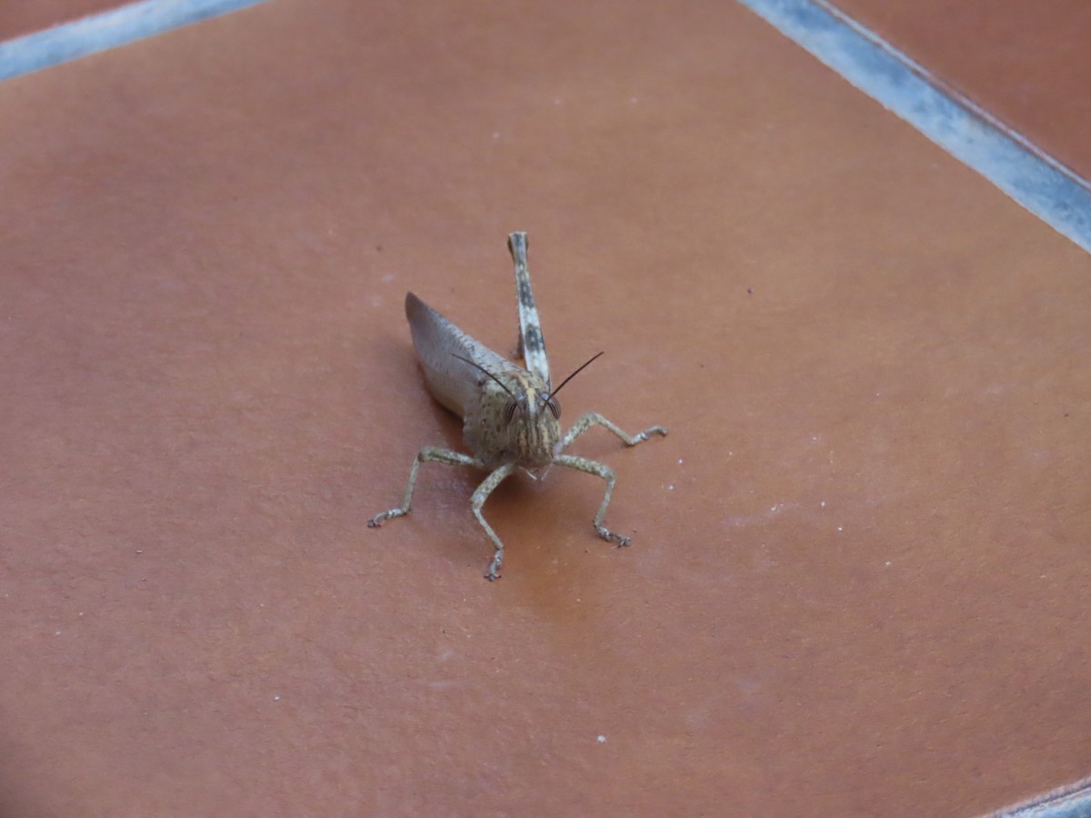 Egyptian Bird Grasshopper - ML646511083