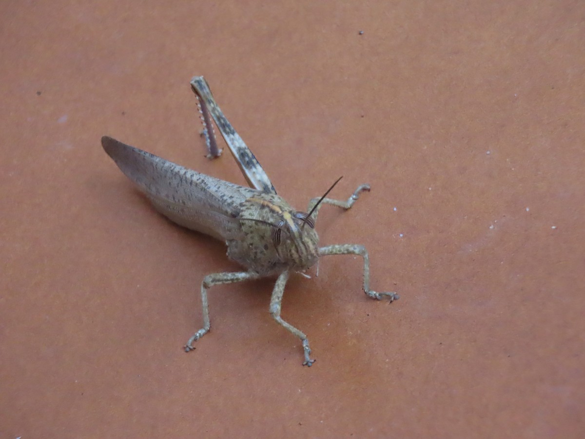 Egyptian Bird Grasshopper - ML646511084