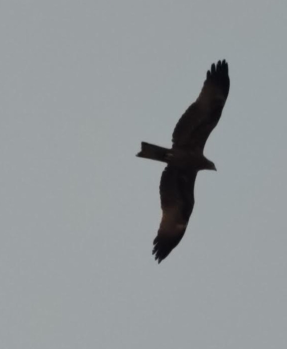 Milan noir - ML646511097