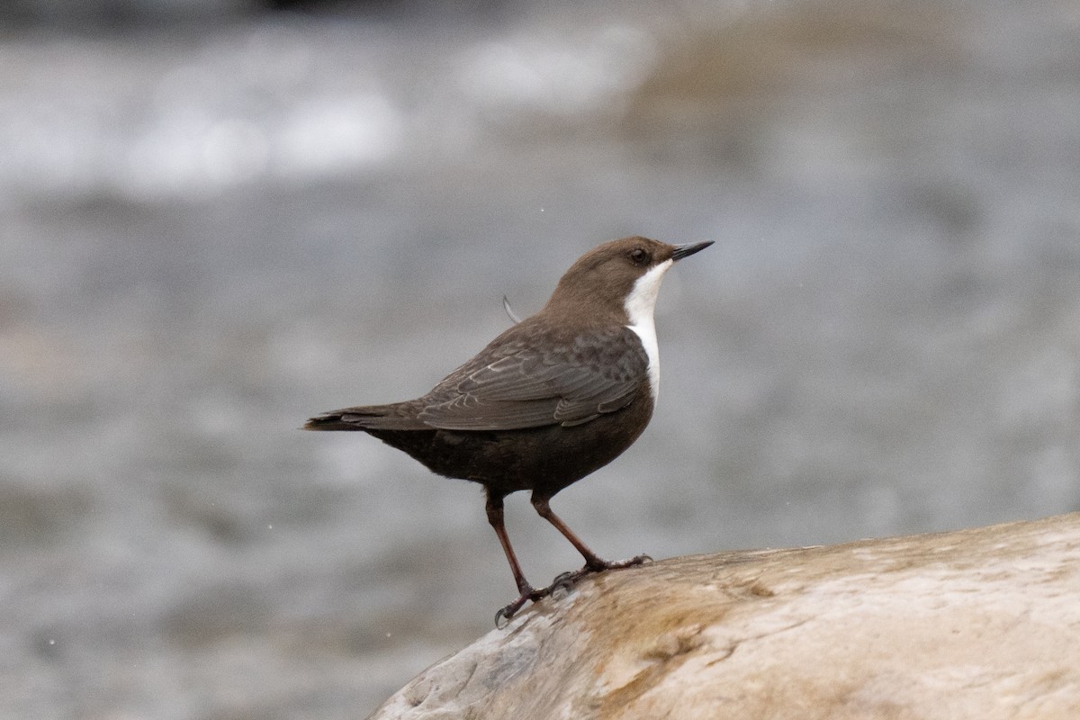 Merlo acquaiolo - ML646511099