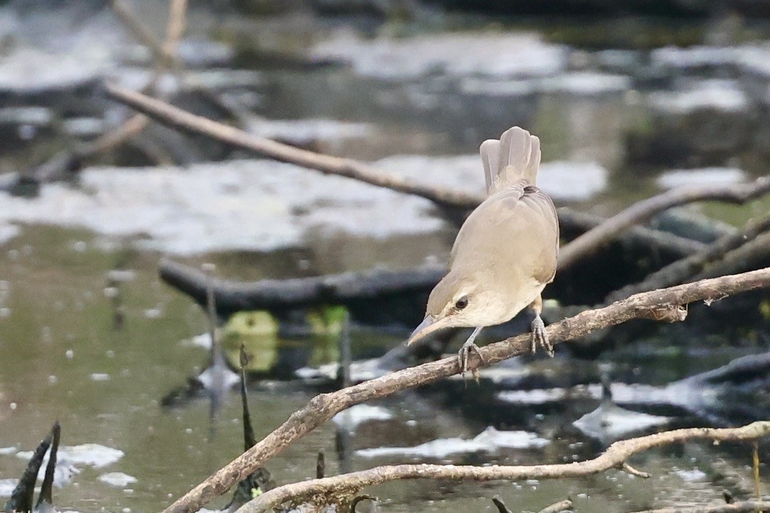 Lezkari zalapartaria - ML646511101