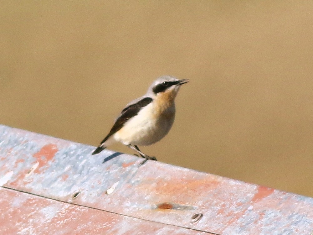 Culbianco (oenanthe/libanotica) - ML646511102