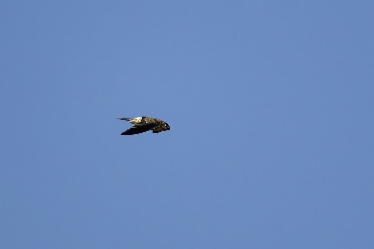 Himalayan Swiftlet - ML646511103
