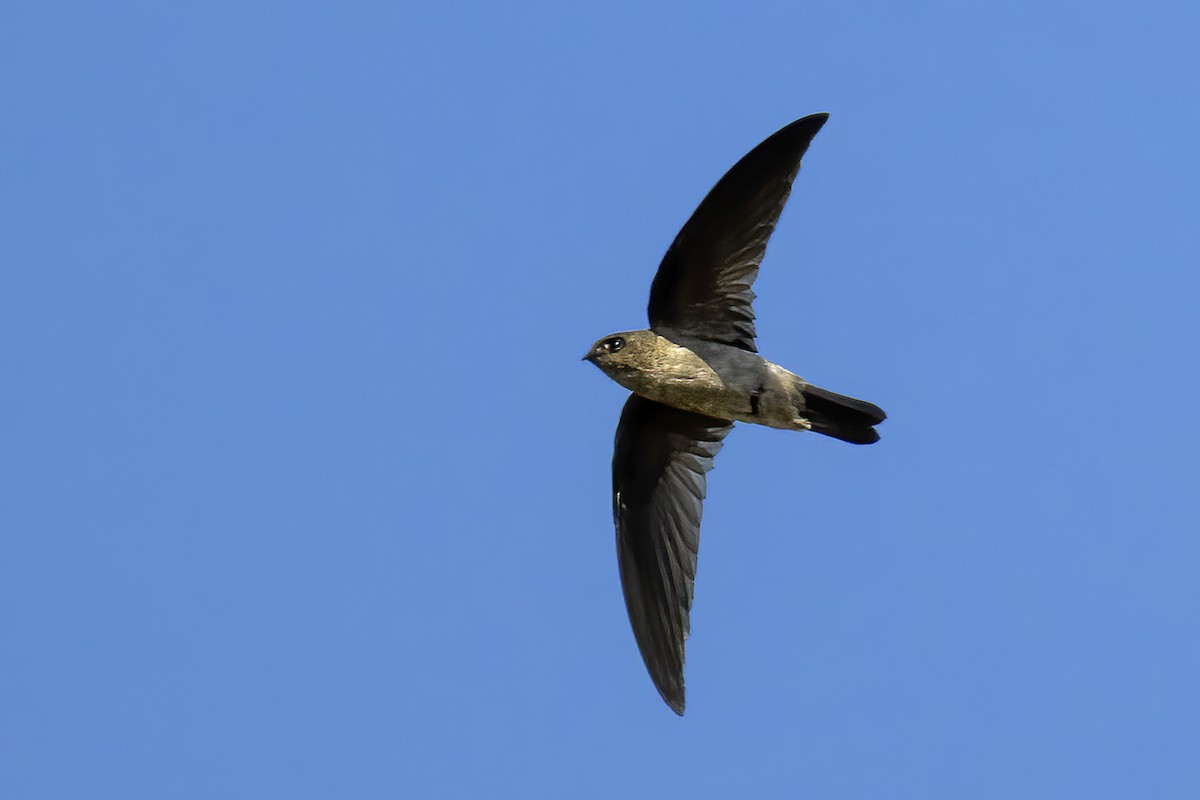 Himalayan Swiftlet - ML646511104