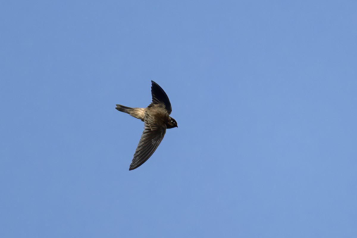 Himalayan Swiftlet - ML646511105