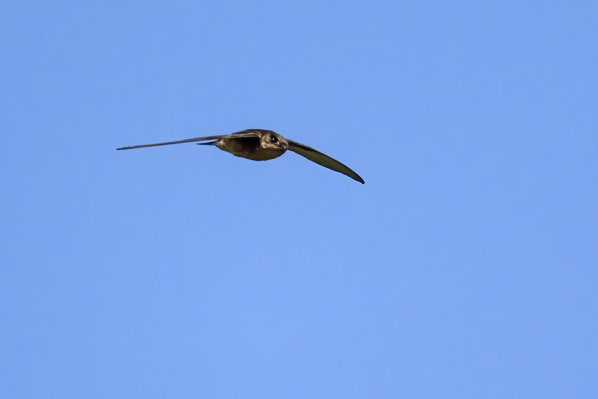 Himalayan Swiftlet - ML646511106