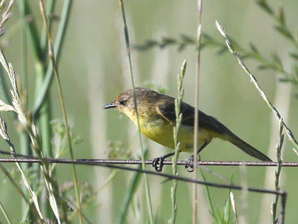 Warbling Doradito - ML646511107