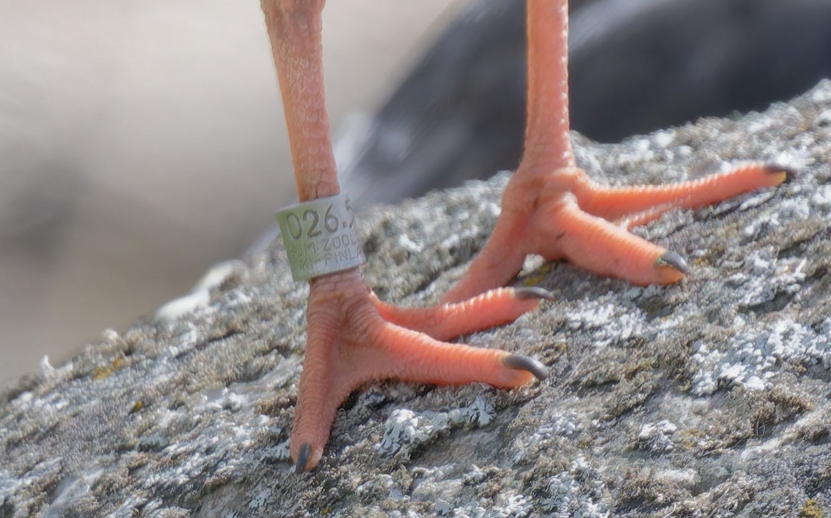 Алаг хясаач - ML646511109