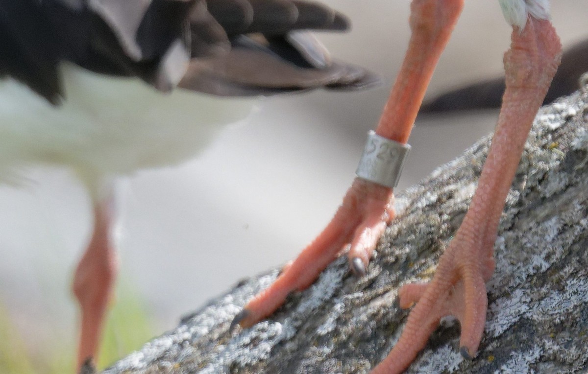 Алаг хясаач - ML646511110