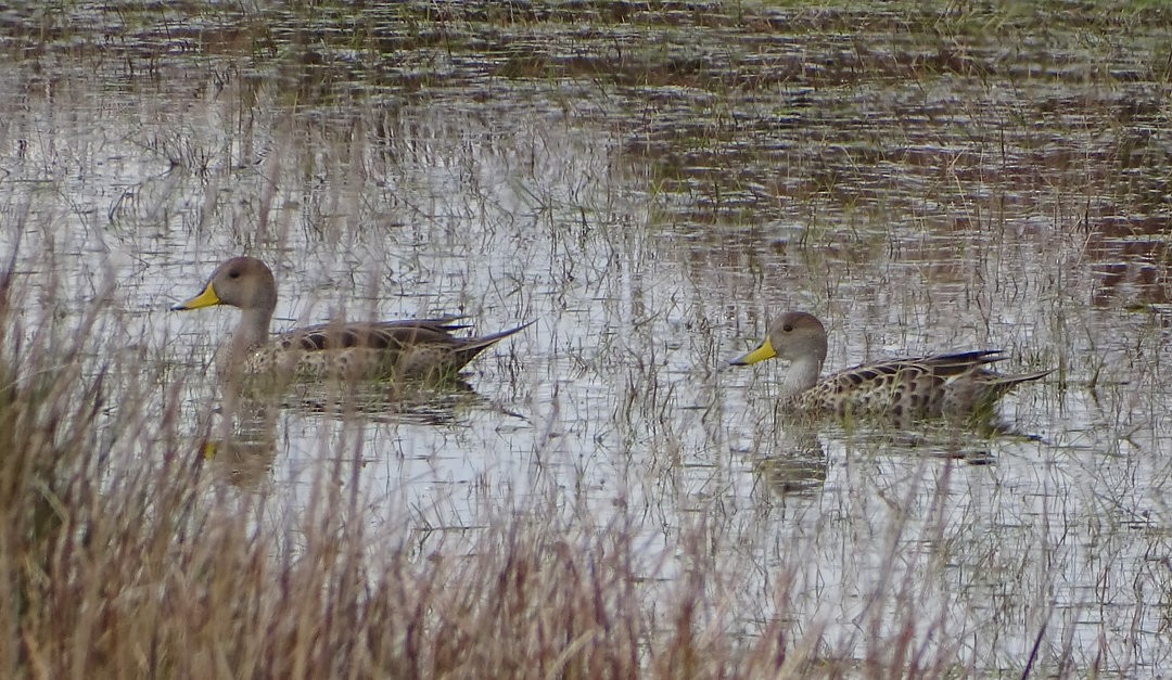 Желтоклювая шилохвость - ML646511115