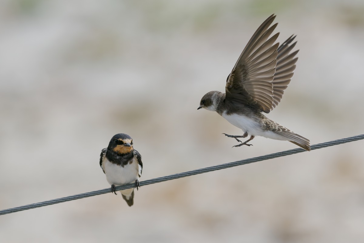 Bank Swallow - ML646511116