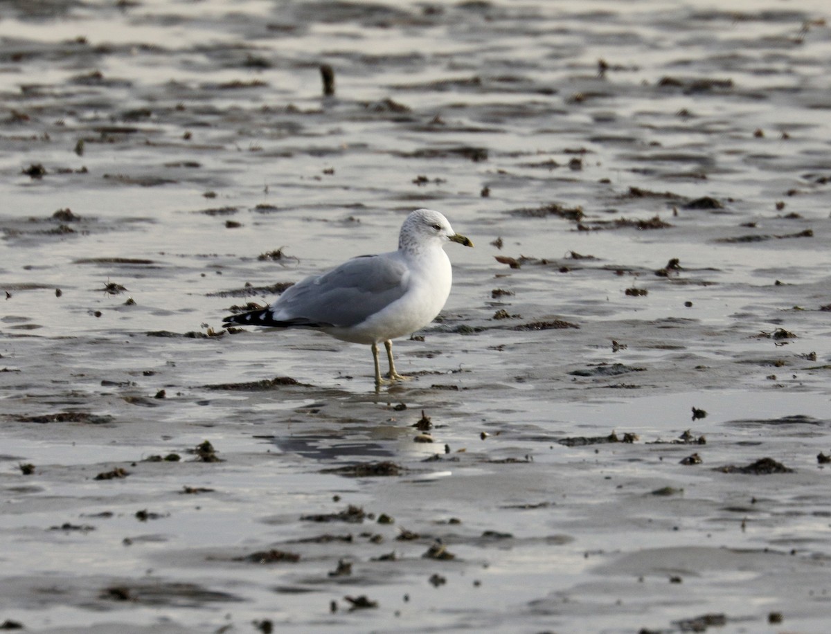 Ring-billed Gull - ML646511119