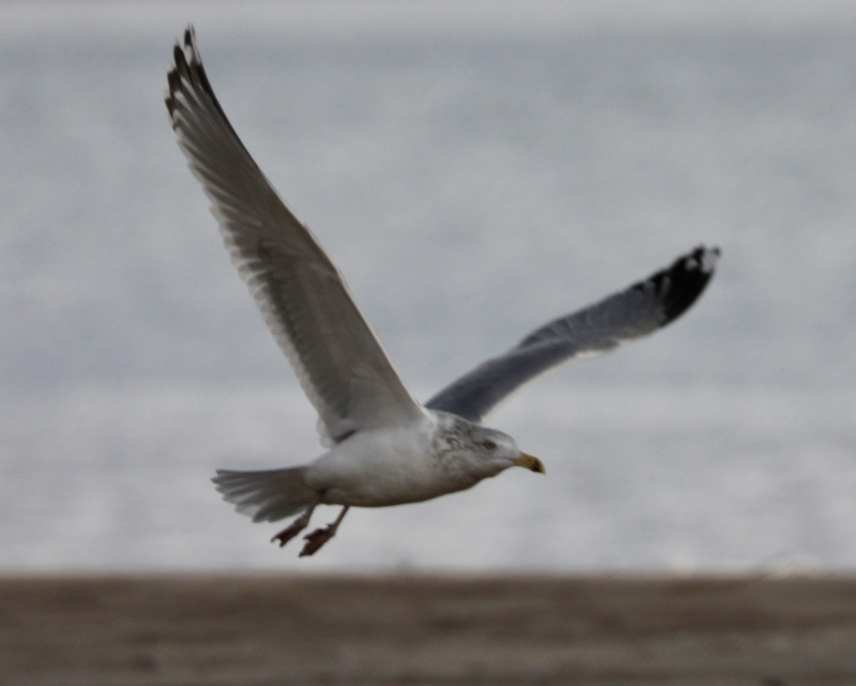 Ring-billed Gull - ML646511136