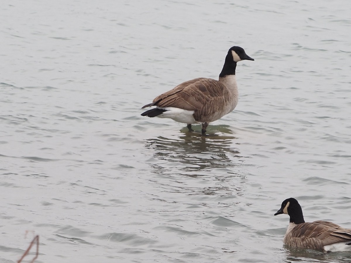 berneška velká - ML646511137