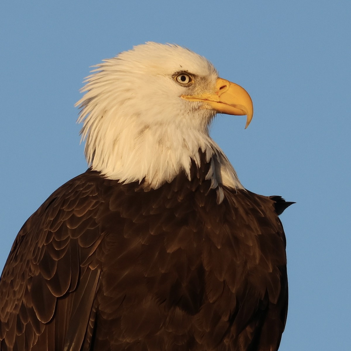 Bald Eagle - ML646511140