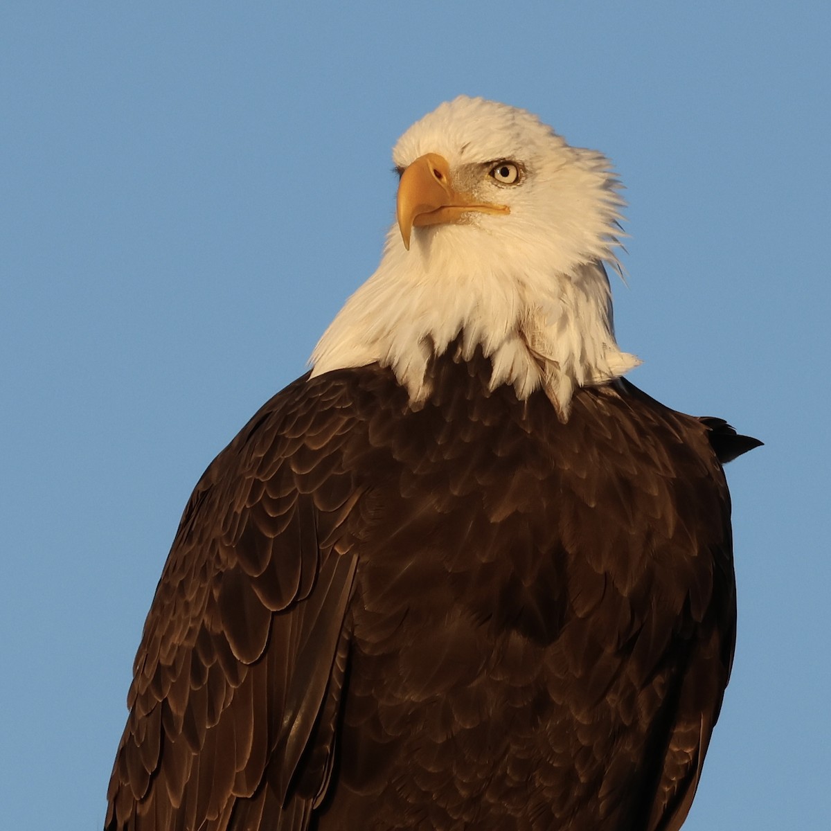Bald Eagle - ML646511141