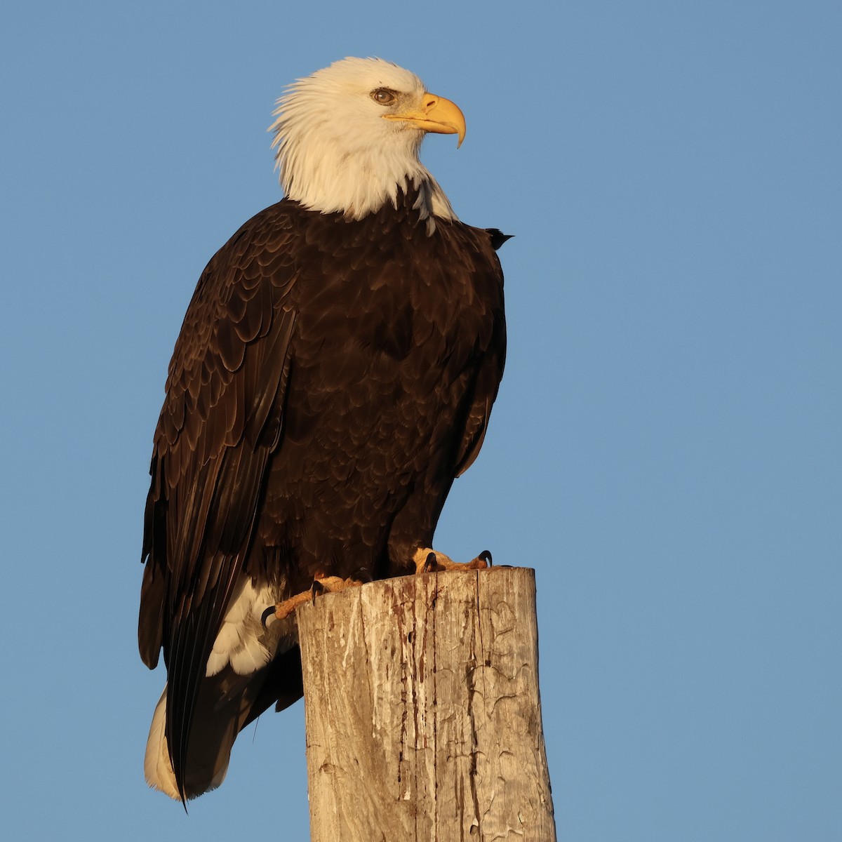 Bald Eagle - ML646511142