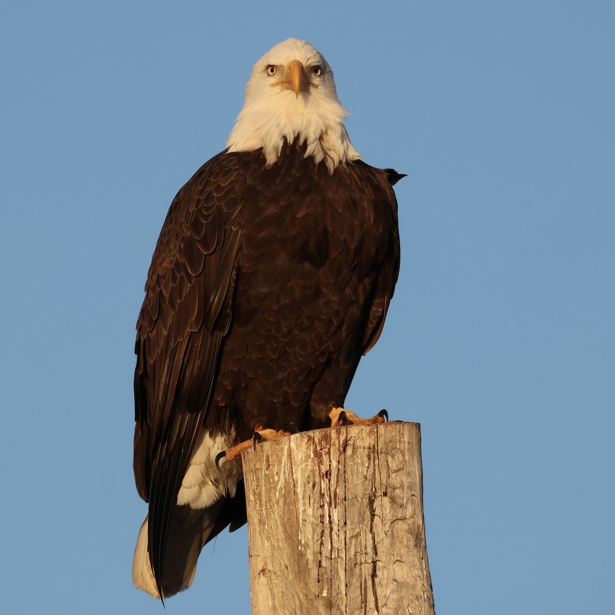 Bald Eagle - ML646511143