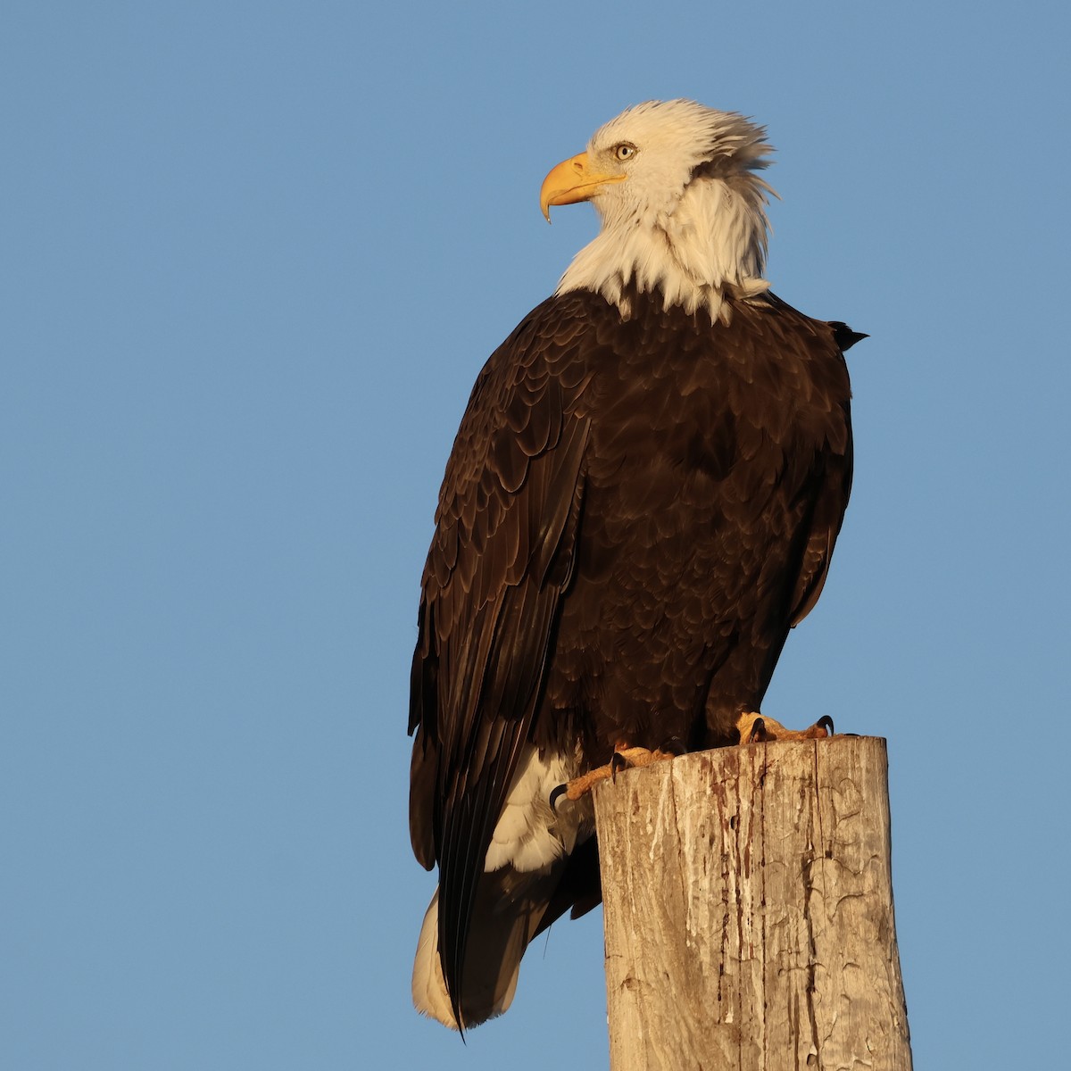 Bald Eagle - ML646511144