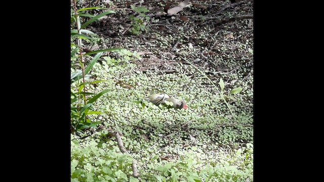 Gözlüklü Çalıkuşu - ML646511150