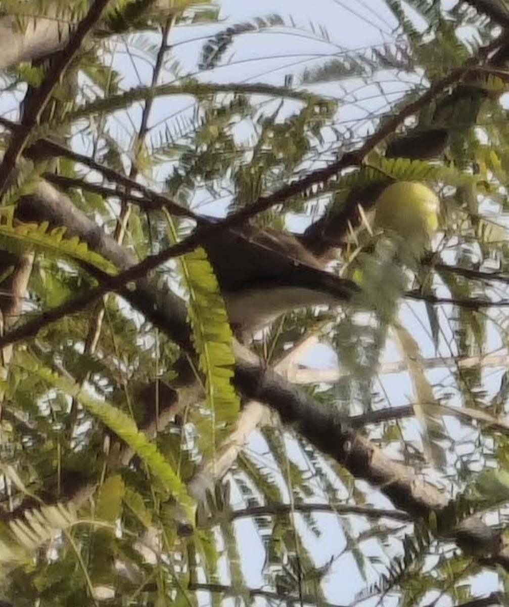 Tourterelle maillée - ML646511157