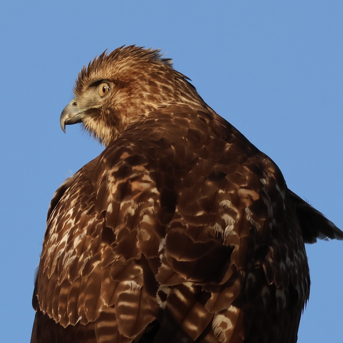Red-tailed Hawk - ML646511159