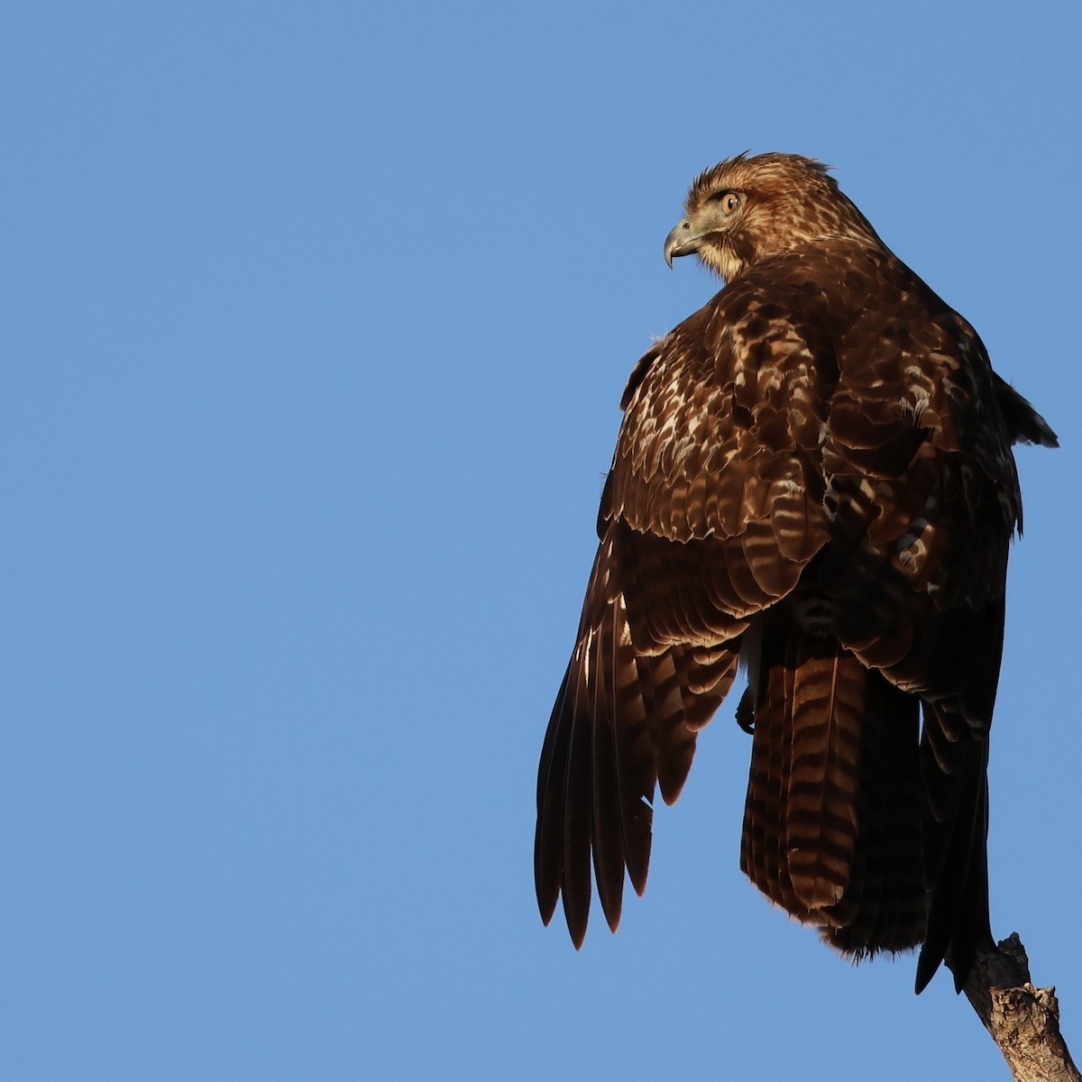 Red-tailed Hawk - ML646511160
