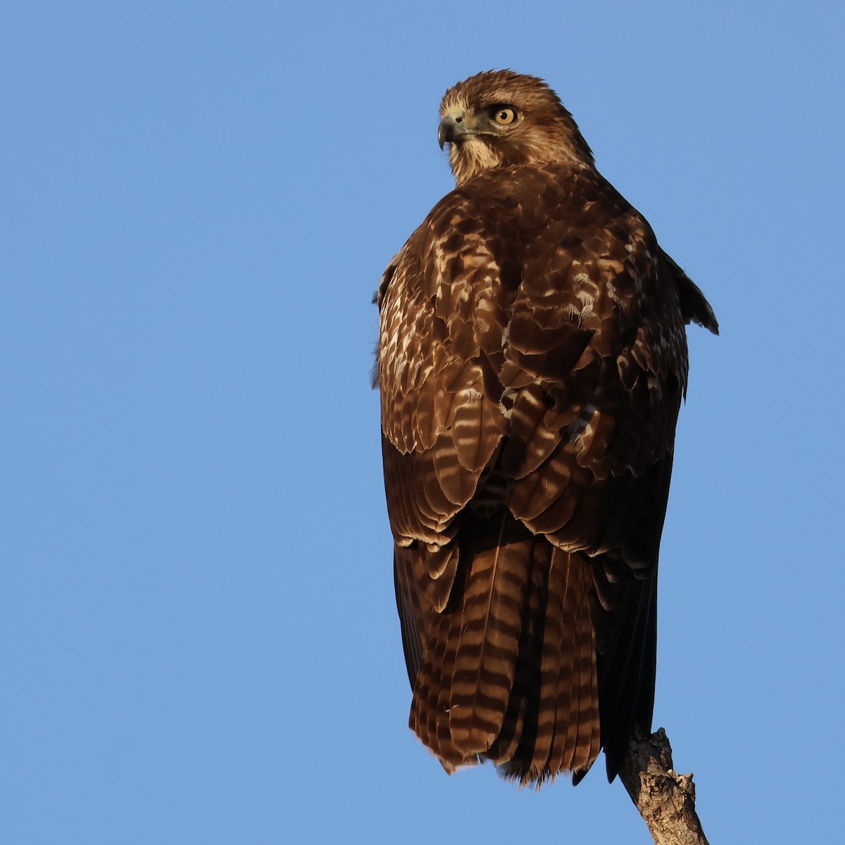 Red-tailed Hawk - ML646511161