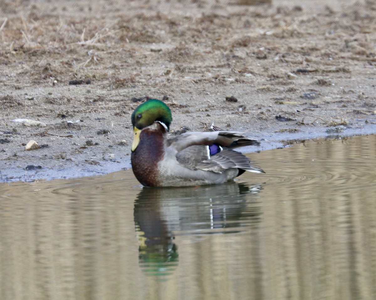 Mallard - ML646511162