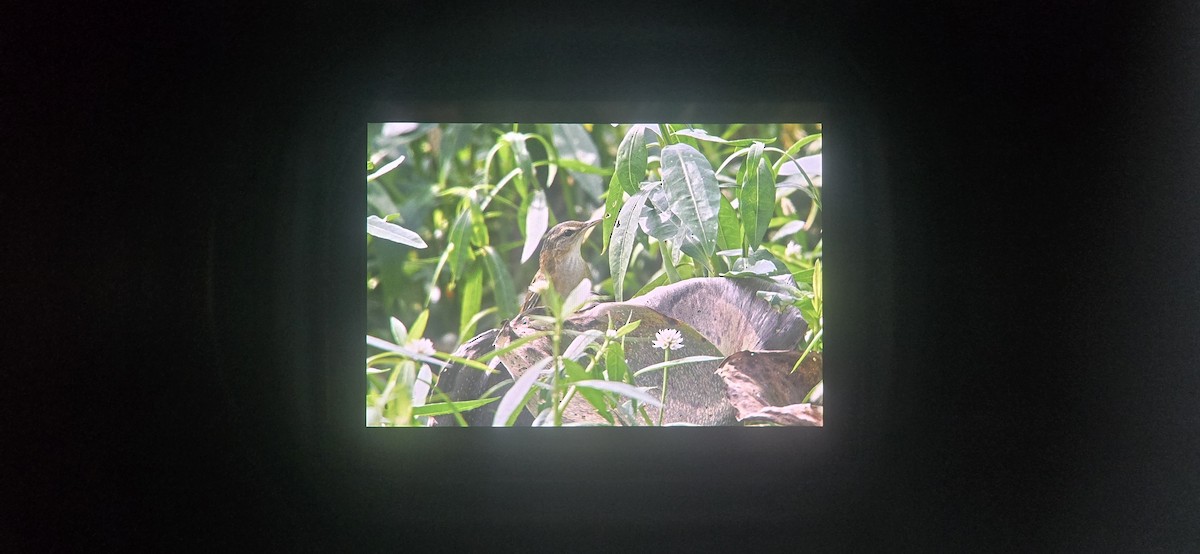 小蝗鶯 - ML646511168