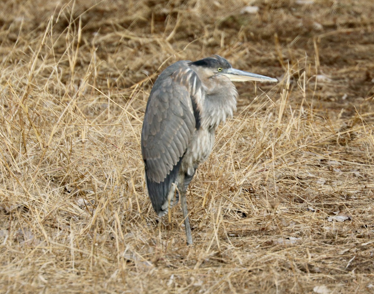 Great Blue Heron - ML646511171