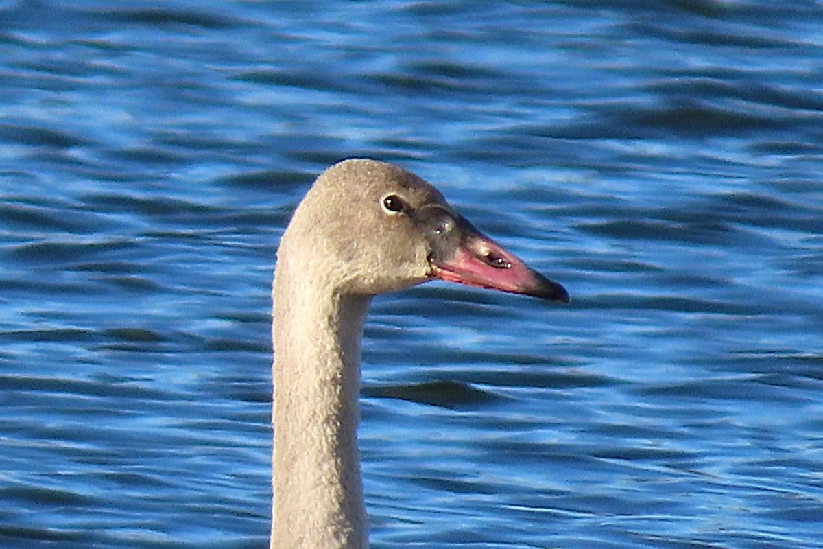 Trompeterschwan - ML646511172