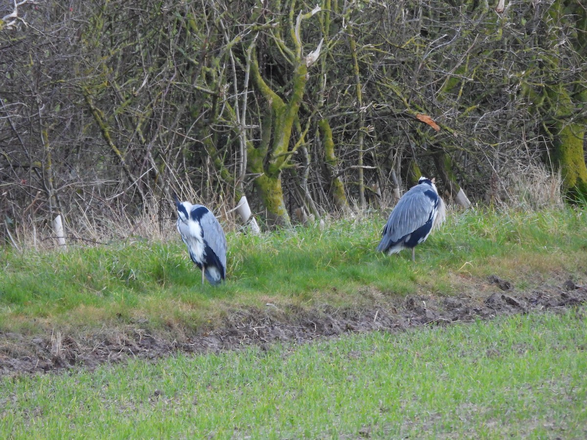 Gray Heron - ML646511173