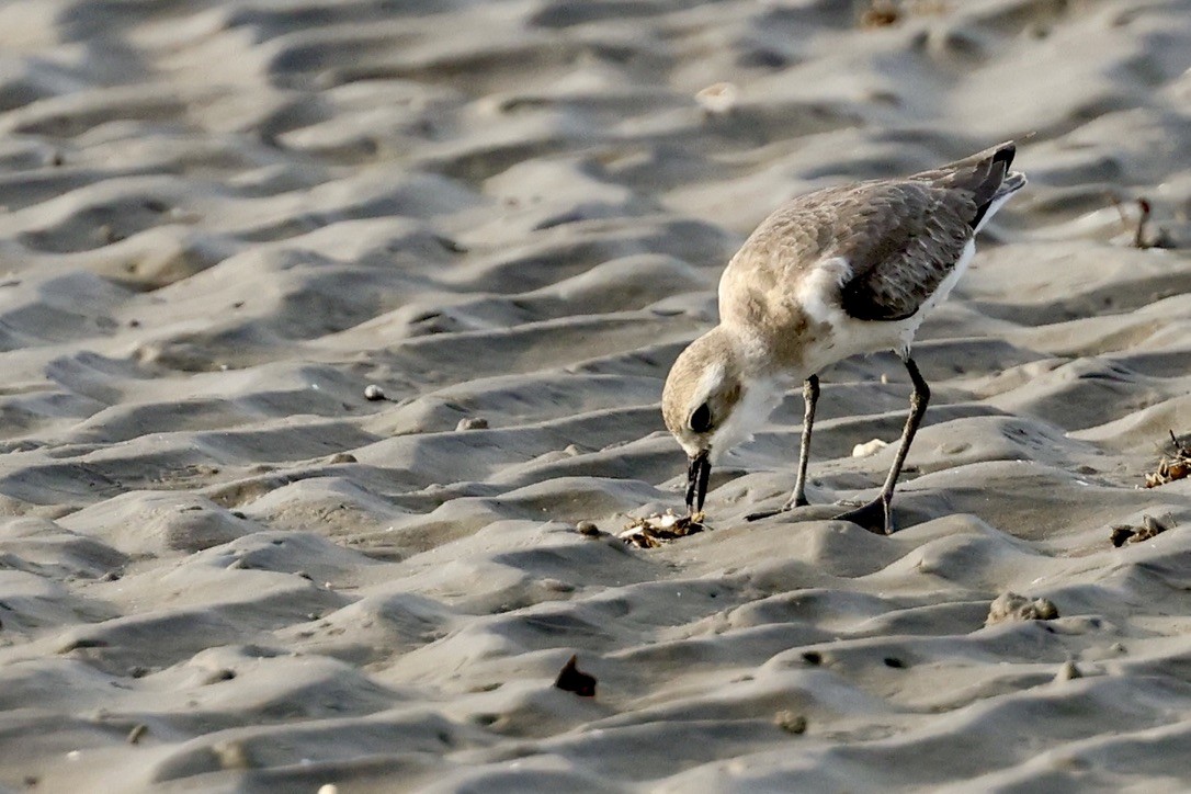 Pluvier du Tibet - ML646511174