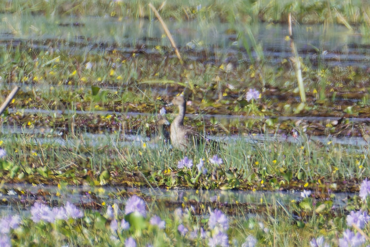 Ánade Rabudo - ML646511175