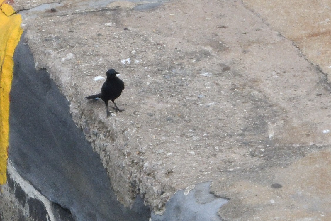 Red-winged Starling - ML646511183