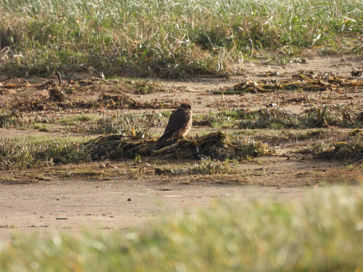 Merlin - ML646511184