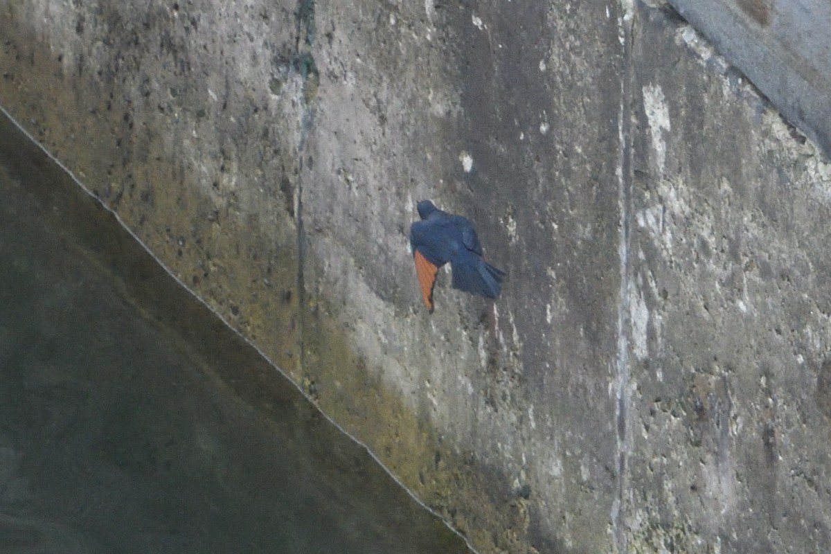 Red-winged Starling - ML646511185