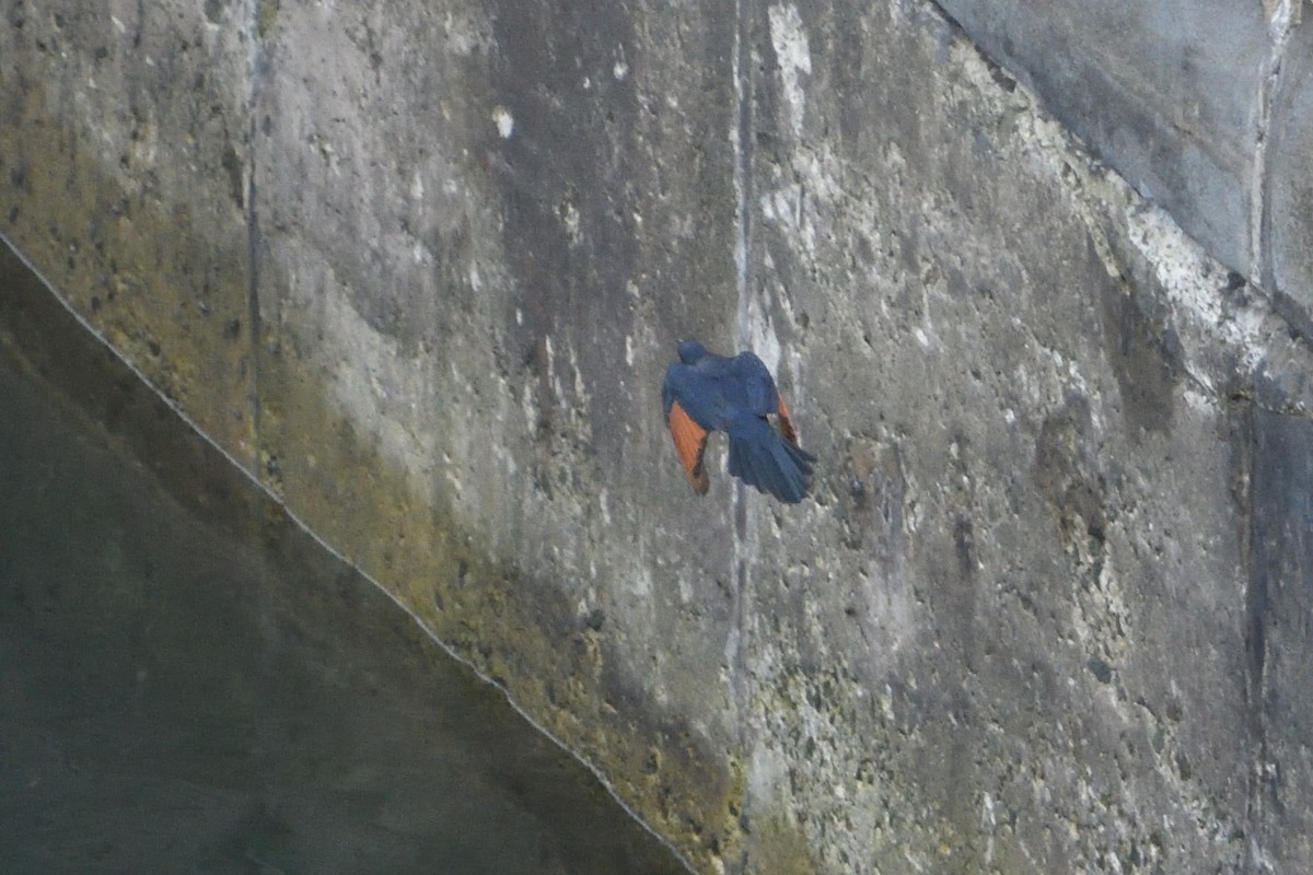 Red-winged Starling - ML646511186