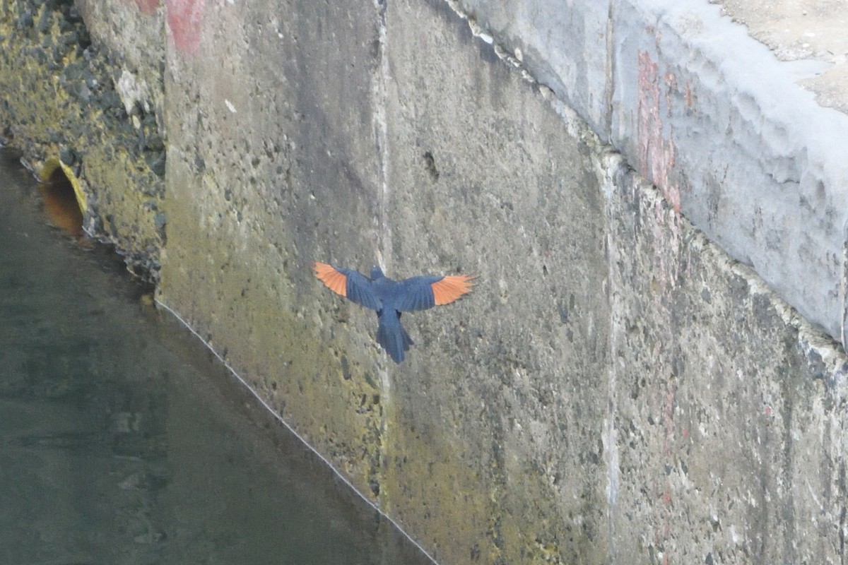 Red-winged Starling - ML646511187