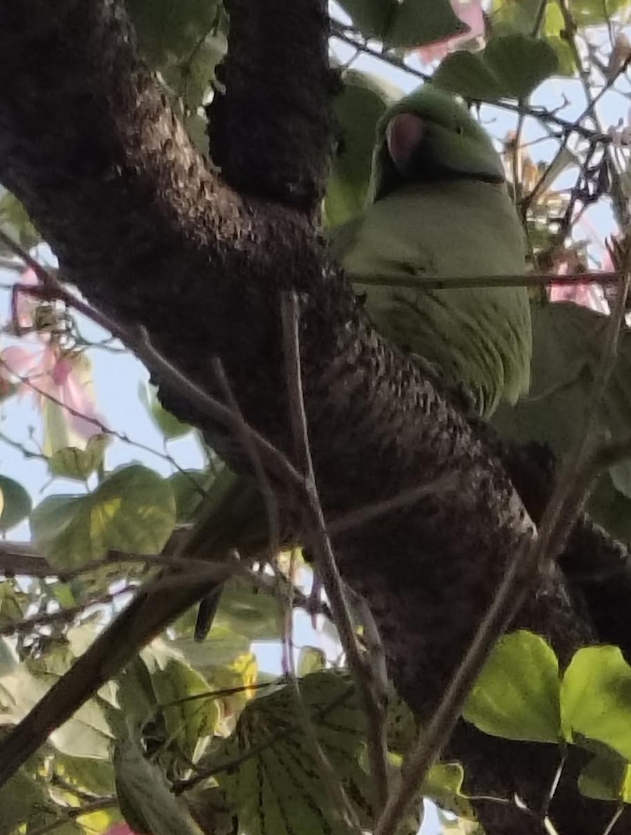 Perruche à collier - ML646511194